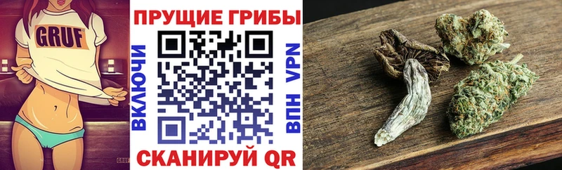 купить наркоту Камызяк Псилоцибиновые грибы Psilocybe
